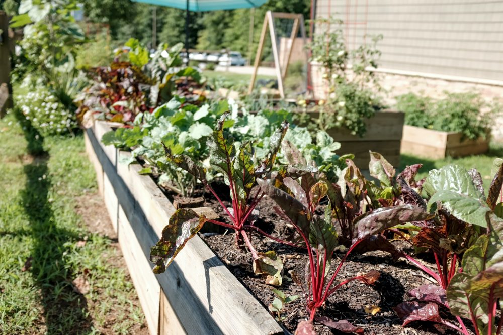 6 Garden Trends for 2022