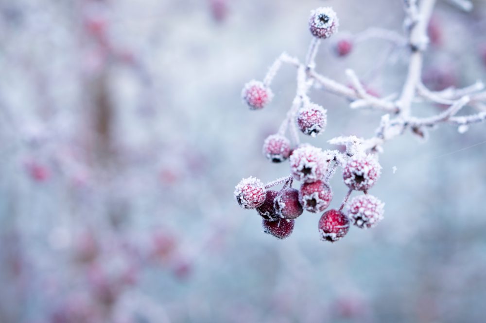 December Gardening Tasks To Do