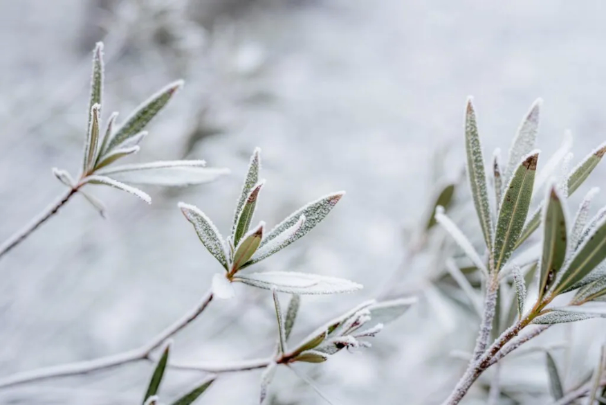 Making the Most of Your Garden this Winter