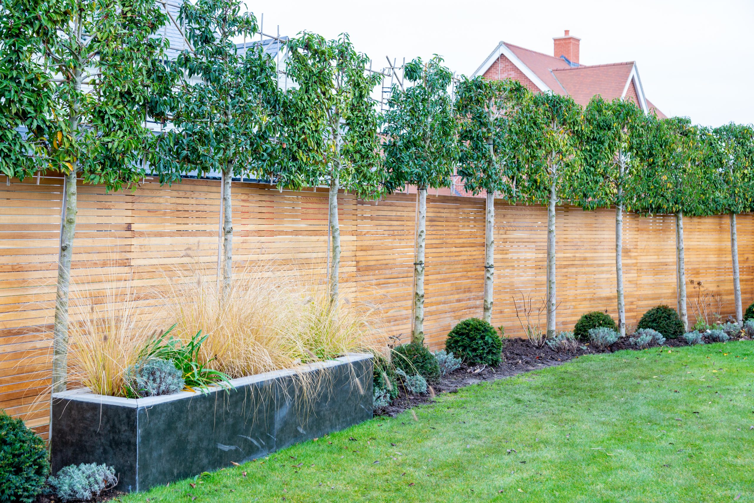 Can You Grow A Hedge Against A Fence at Marion Poole blog