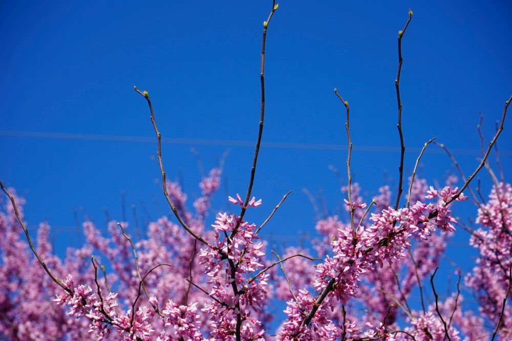 Spring planting and garden preparation