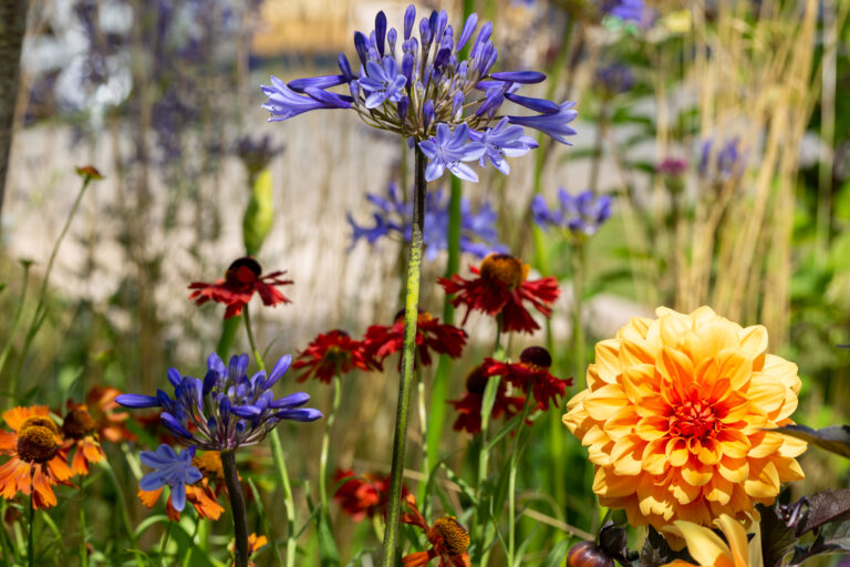 Dahlia and Agapanthus