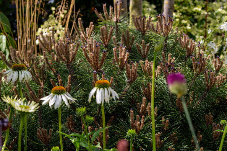 Planting Design Essex