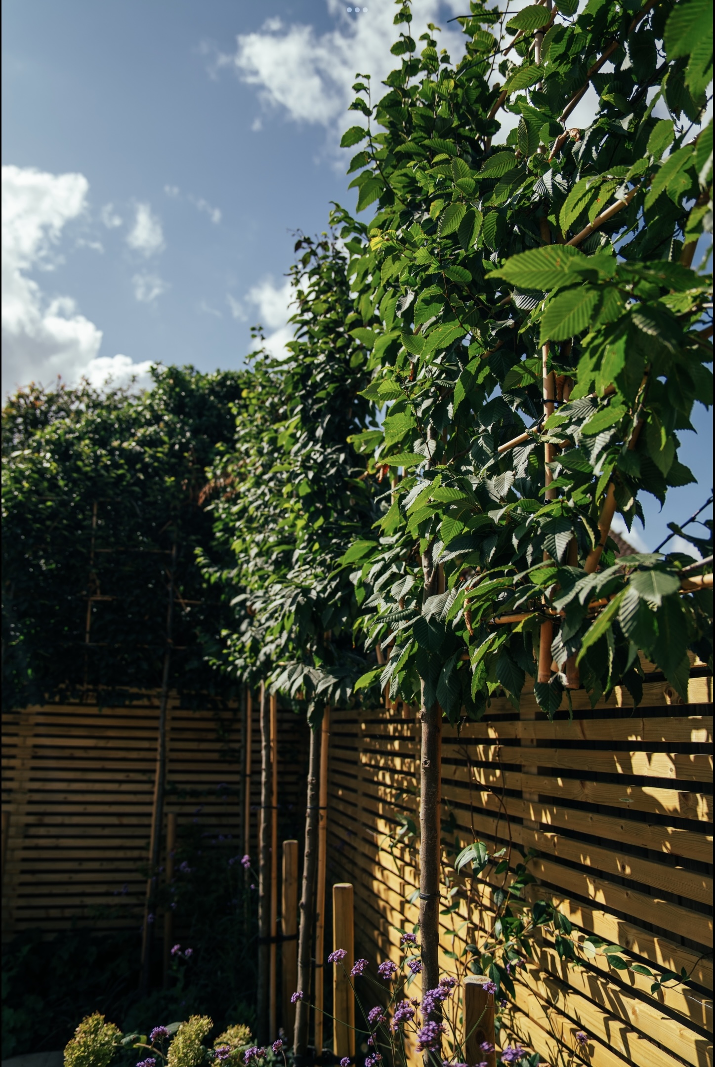 Kelvedon Essex garden design pleached trees, slatted fencing