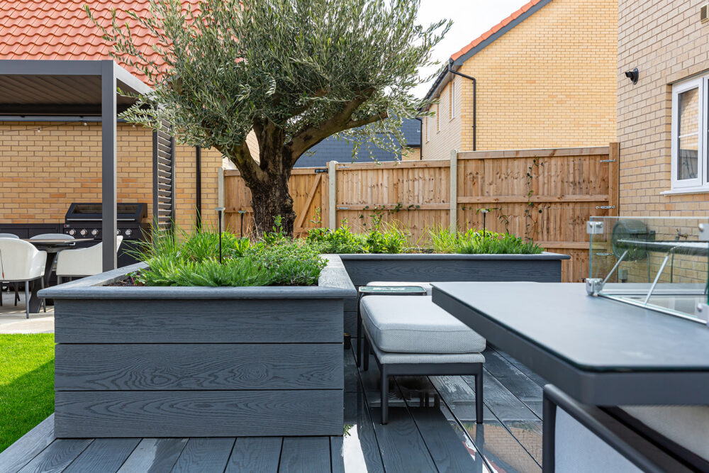 Mediterranean-style olive tree set within composite deck in modern Suffolk garden